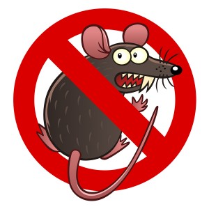 Prevent Rodent and Rodent Damage in Burien, WA