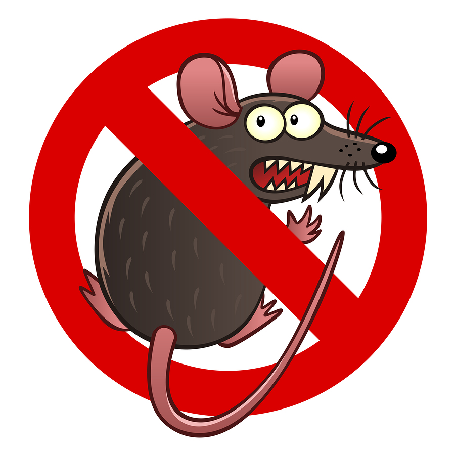 Prevent Rodent and Rodent Damage in Burien, WA